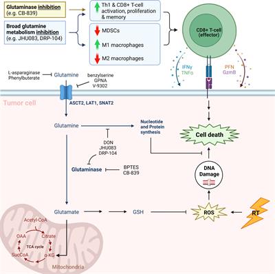 Glutamine metabolism and radiosensitivity: Beyond the Warburg effect